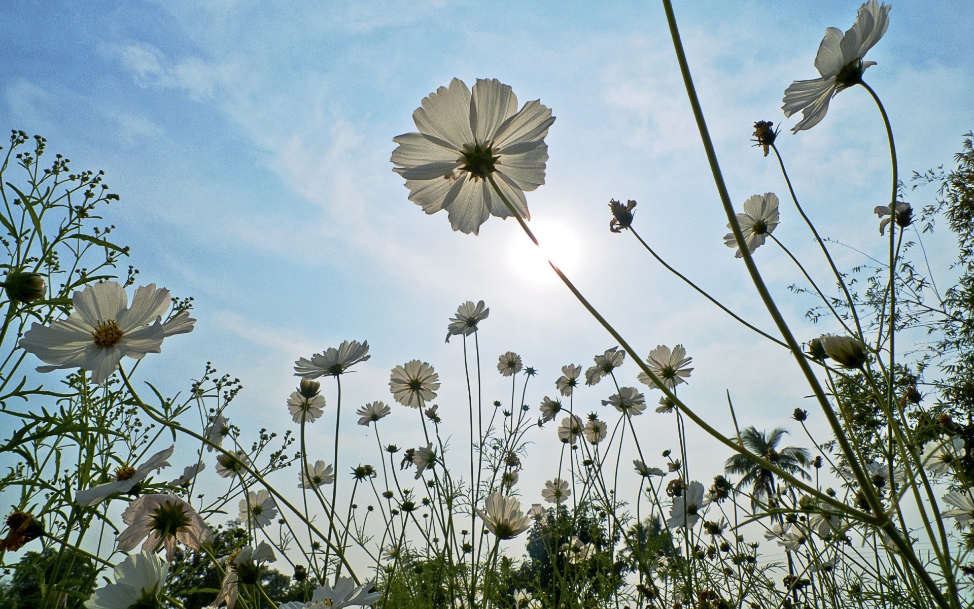 blumen blume feld natur gras flora sommer heuhaufen im freien des ländlichen gutes wetter sonne sonnig himmel wachstum hell jahreszeit blatt farbe schale