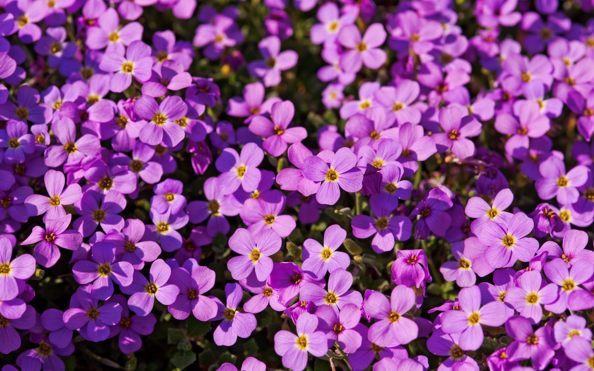 flowers flower nature floral blooming garden petal flora leaf summer