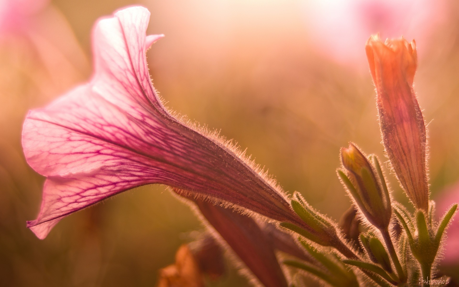 çiçekler çiçek doğa flora yaz bahçe yakın çekim renk yaprak çiçek narin açık havada çiçek açan