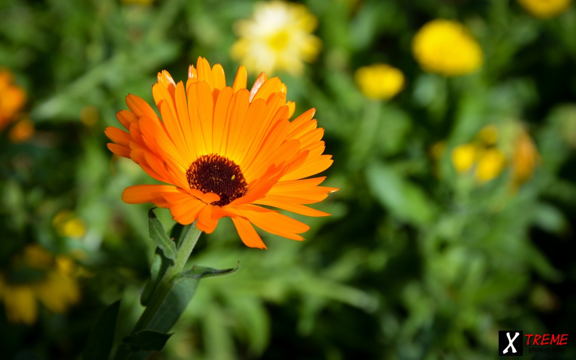 fiori natura flora estate fiore foglia luminoso giardino crescita all aperto petalo colore floreale bel tempo fiore