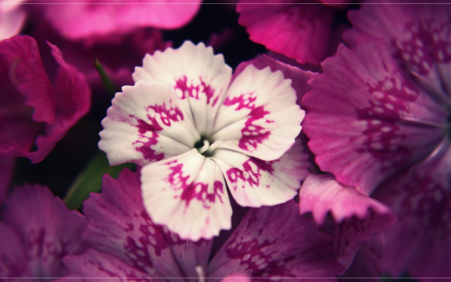 çiçekler çiçek doğa flora yaprak çiçek yaz bahçe petal parlak çiçek açan güzel renk