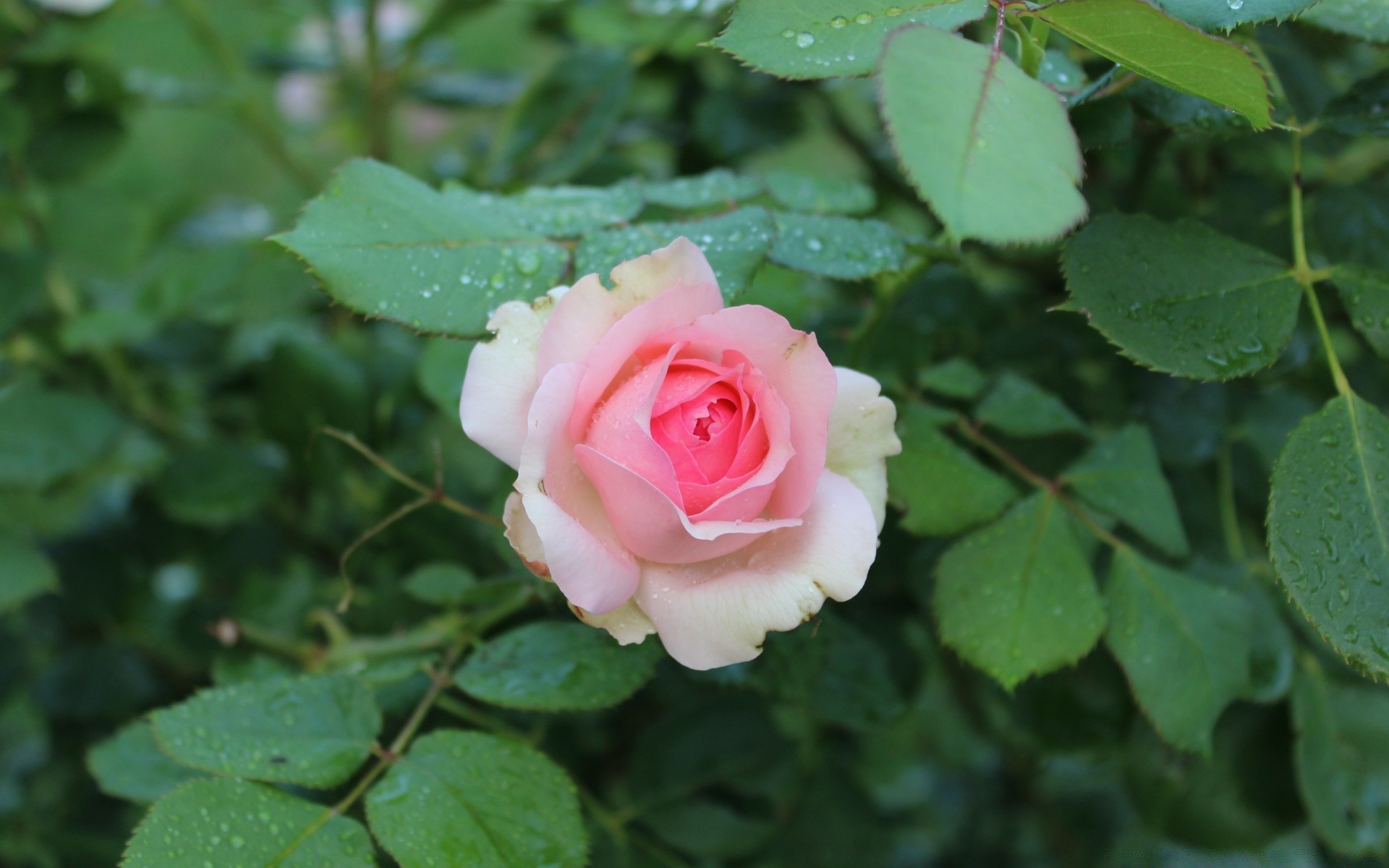 fleurs fleur rose nature feuille flore pétale floral bluming amour romance été jardin couleur à l extérieur lumineux copain gros plan