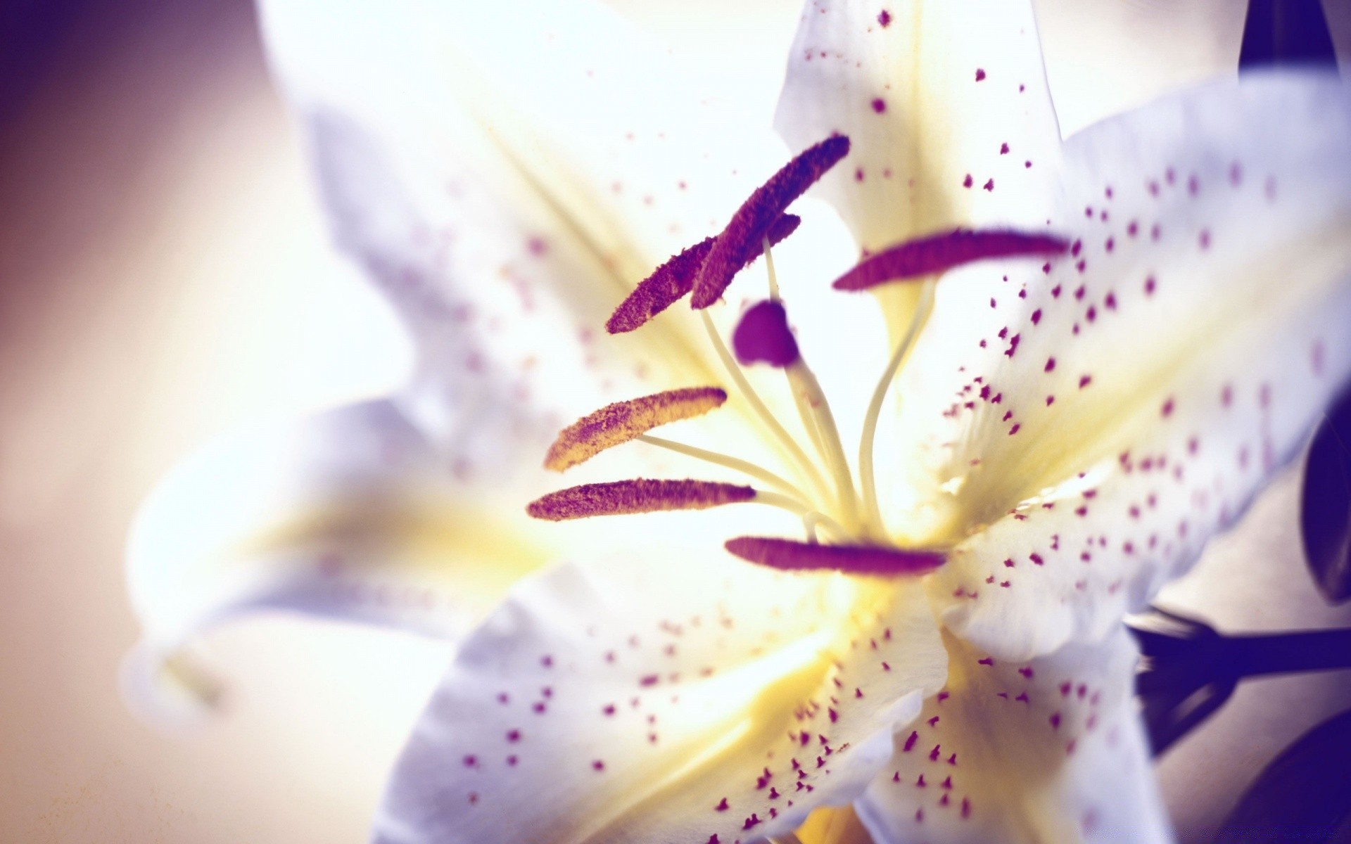 flowers flower nature blur lily flora color beautiful petal summer leaf love delicate floral bright romance exotic still life light