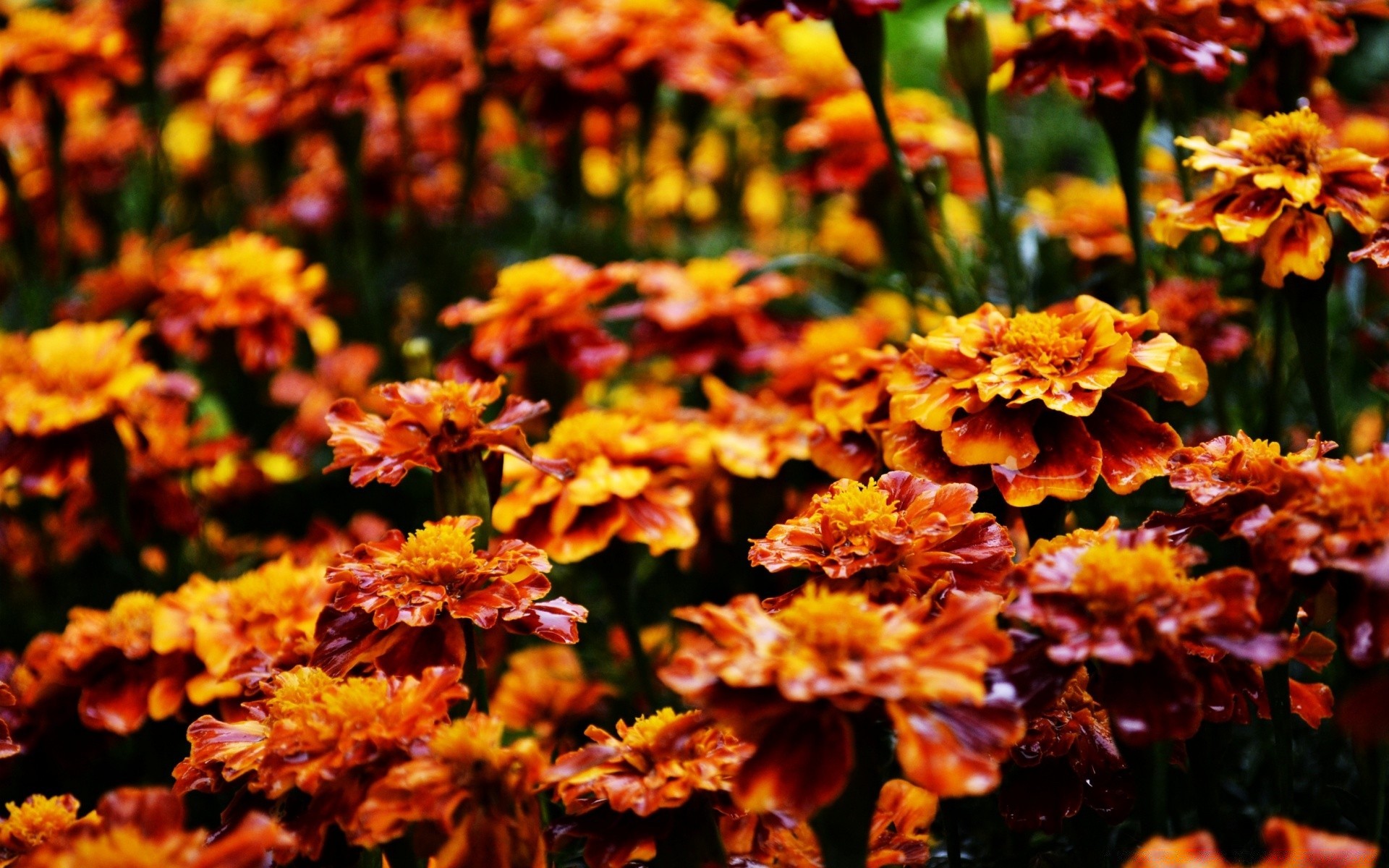 flowers leaf nature garden season flora flower bright outdoors fall growth color summer fair weather park