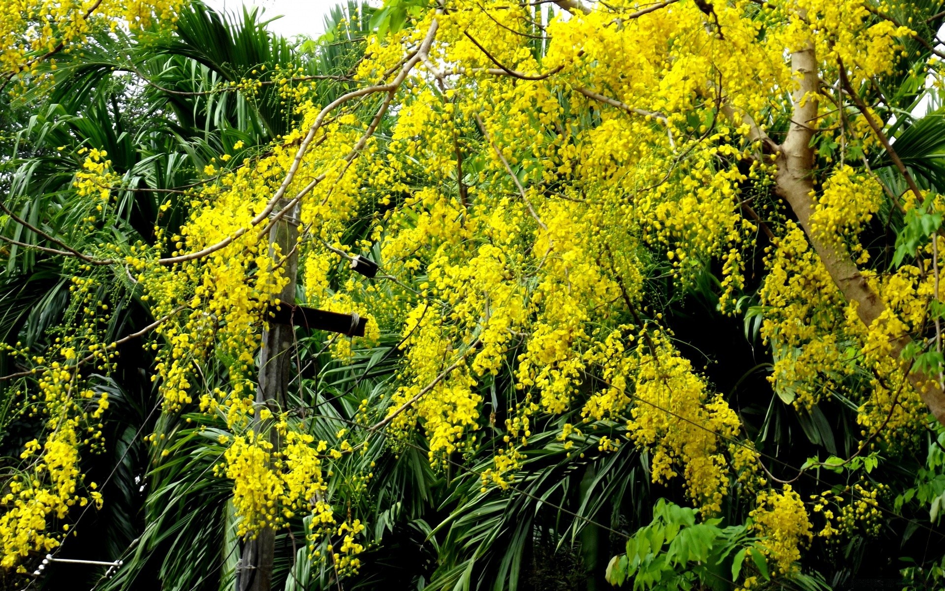 flowers flower flora leaf nature tree season garden floral color blooming outdoors bright summer