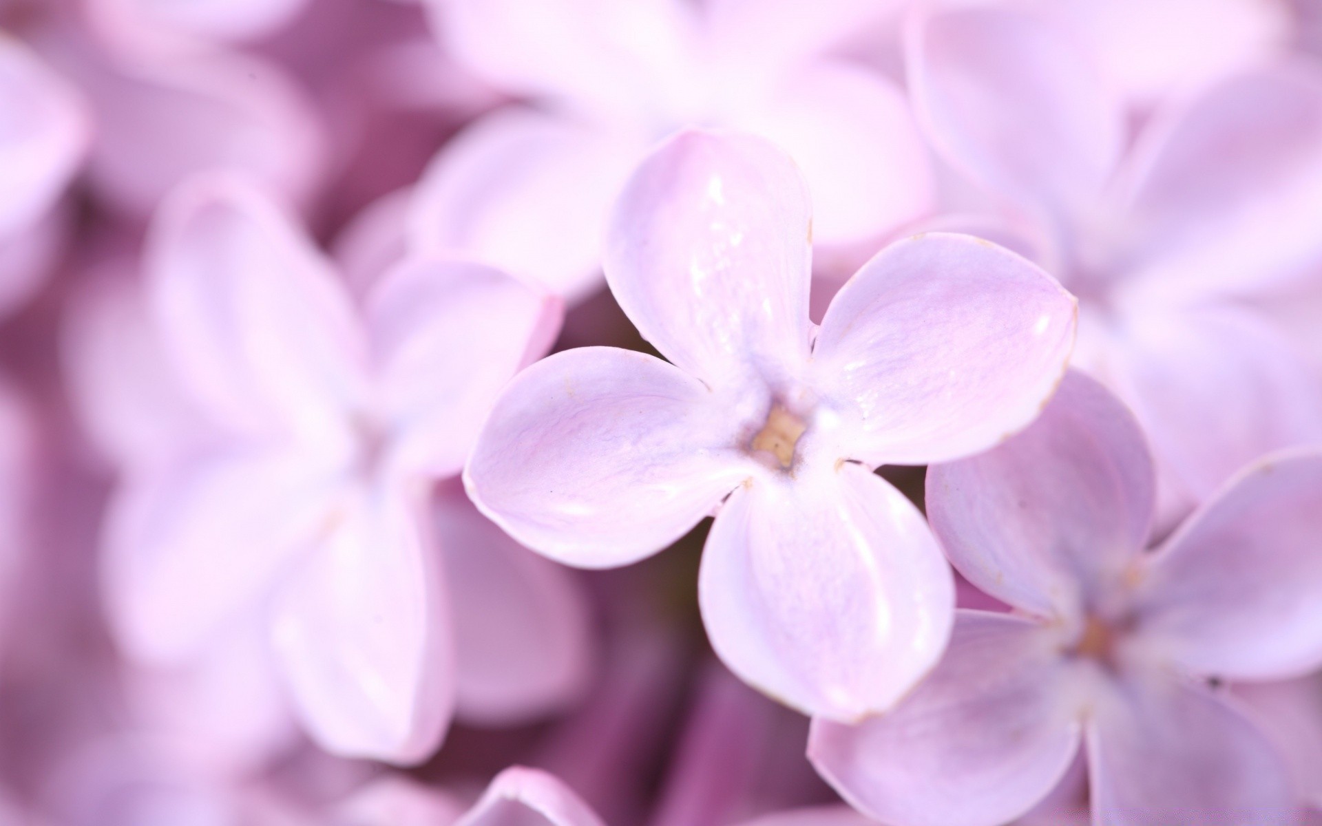 flowers flower flora nature close-up beautiful growth floral summer delicate petal bright garden color decoration leaf