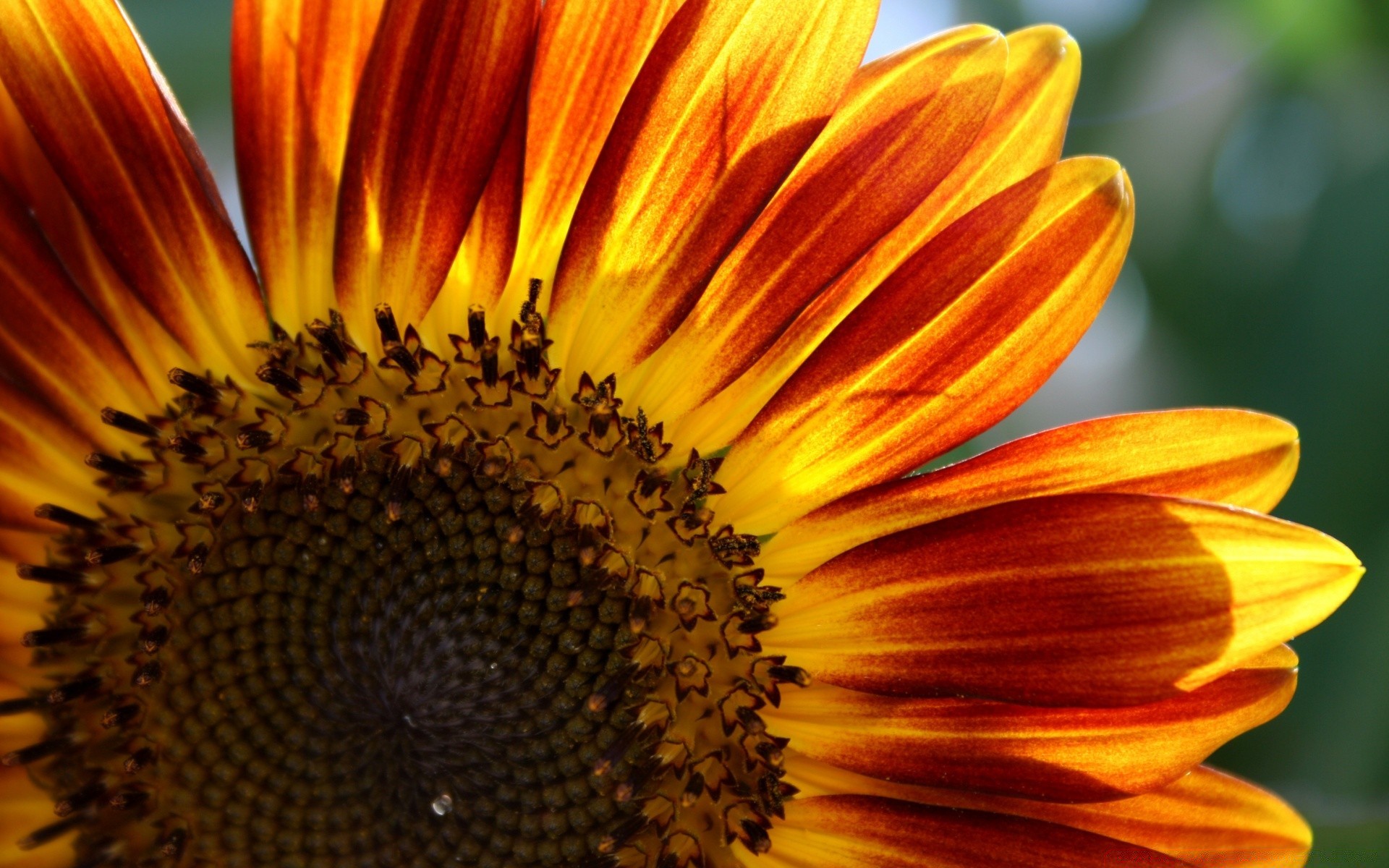 fleurs nature fleur été flore tournesol lumineux beau jardin pollen pétale couleur à l extérieur gros plan