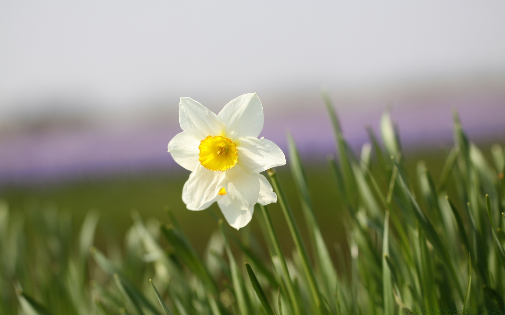 fiori natura erba fiore flora pasqua fieno giardino campo crescita foglia stagione estate luminoso narciso floreale bel tempo colore petalo fioritura