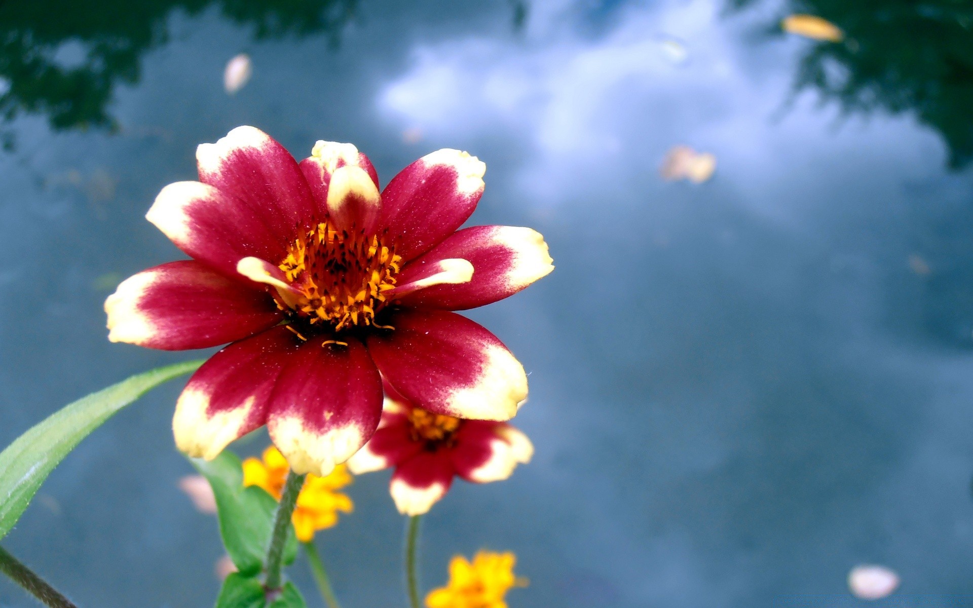 flowers flower nature flora garden summer leaf bright growth outdoors petal color floral blooming season