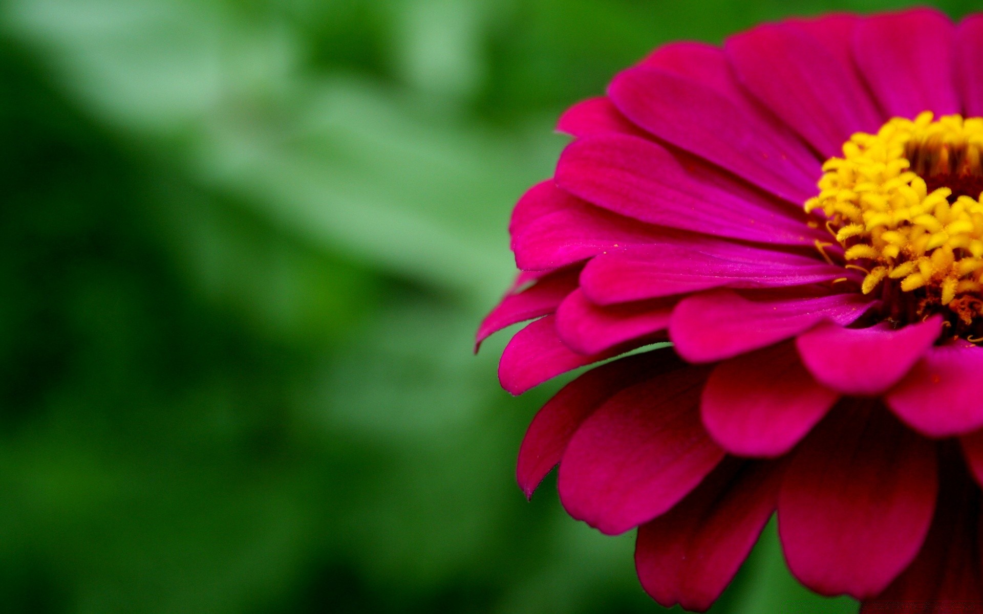 çiçekler doğa çiçek flora bahçe yaz renk petal yakın çekim yaprak parlak çiçek açan güzel çiçek büyüme