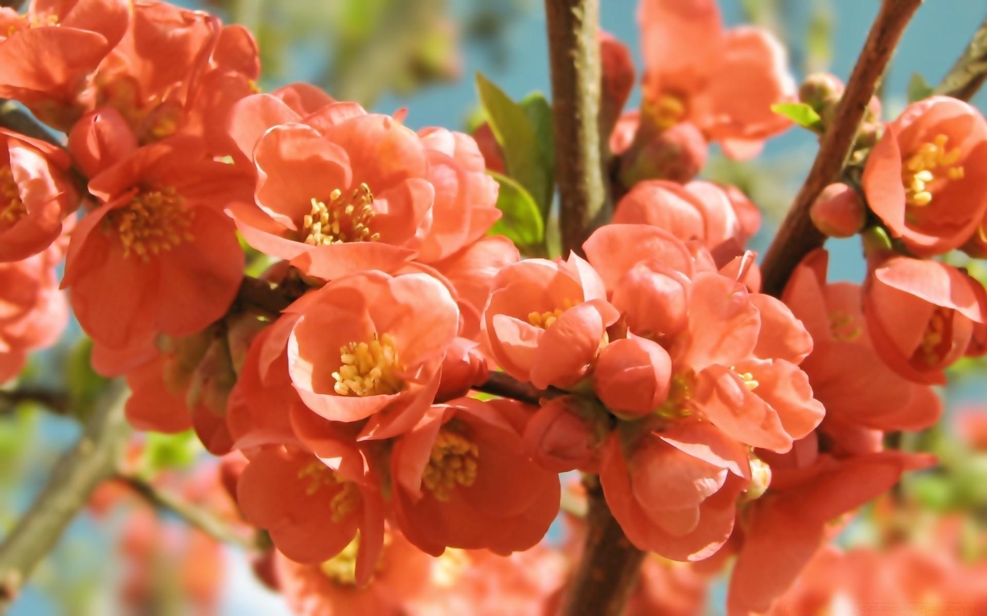 fleurs nature fleur branche jardin flore arbre feuille à l extérieur croissance bluming saison été lumineux pétale cerise gros plan