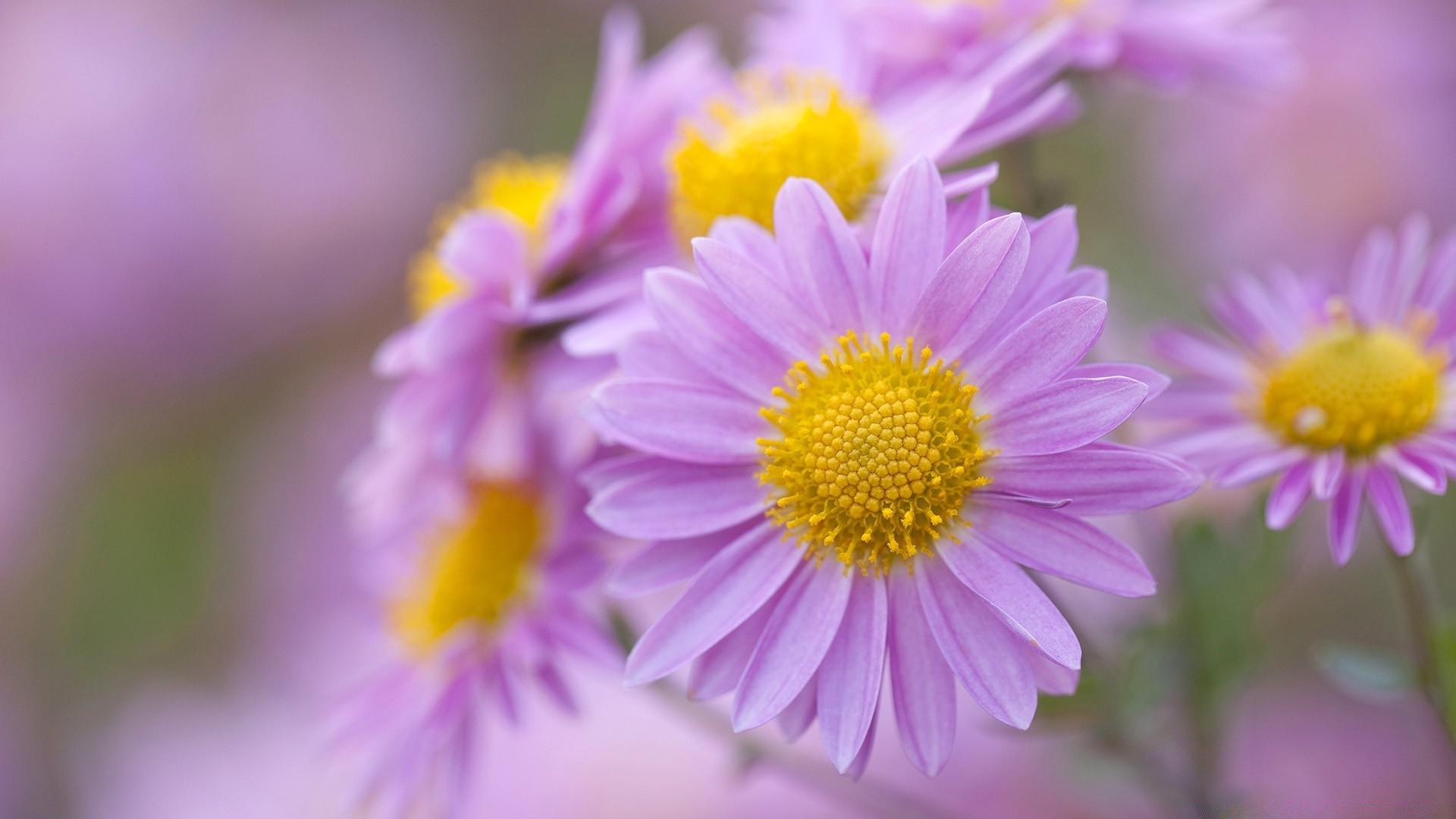 flowers nature flower flora summer petal bright blooming garden floral leaf color close-up season growth beautiful field hayfield wild outdoors