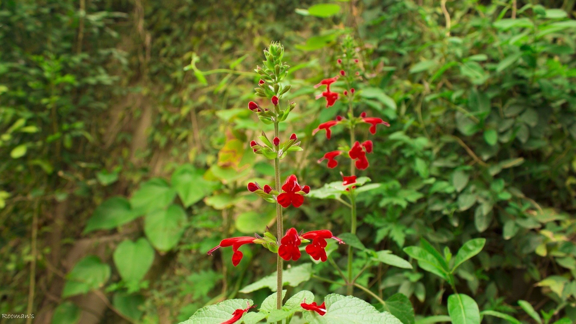 blumen blatt natur blume sommer flora im freien garten holz strauch baum wachstum wild