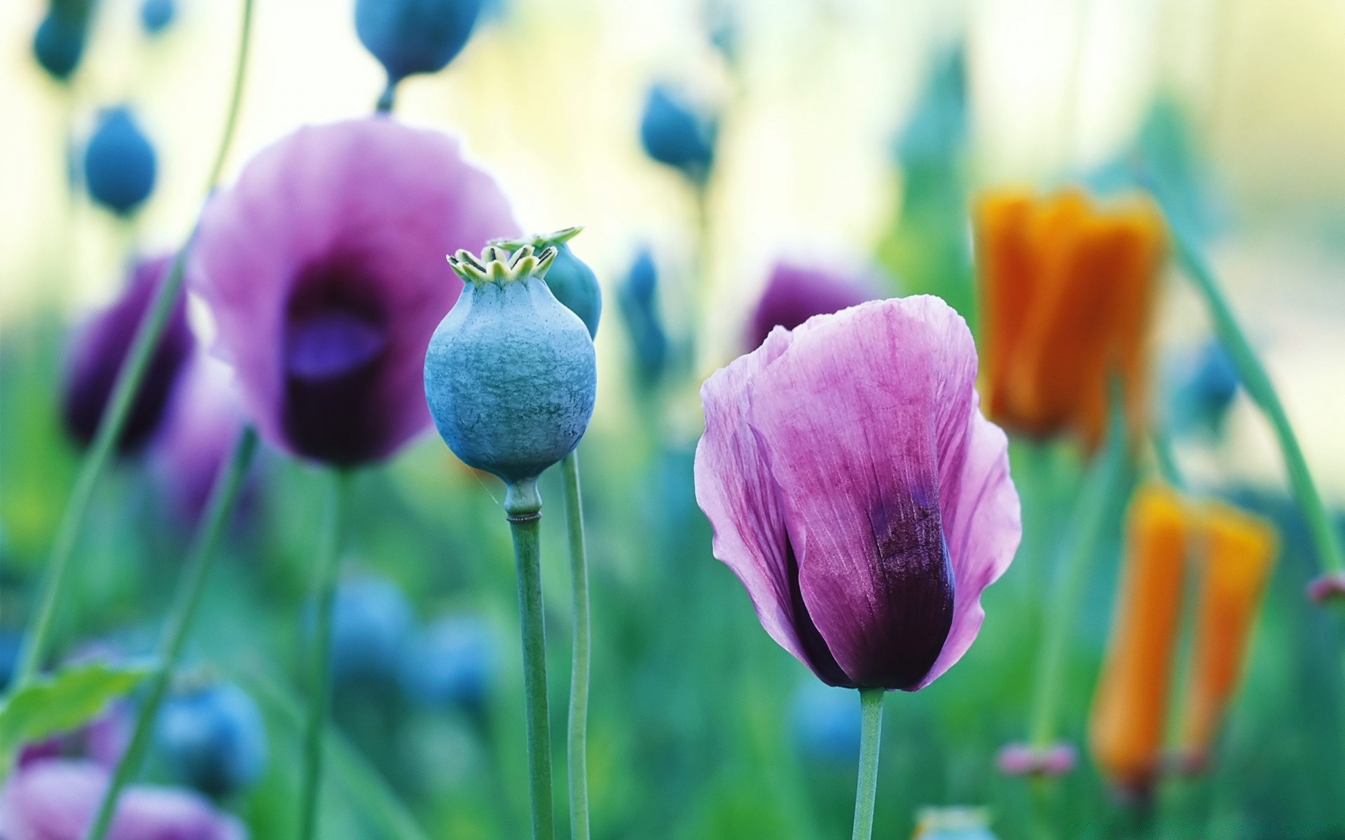 fleurs nature fleur été feuille flore lumineux tulipe croissance jardin extérieur herbe champ beau temps pâques couleur floral