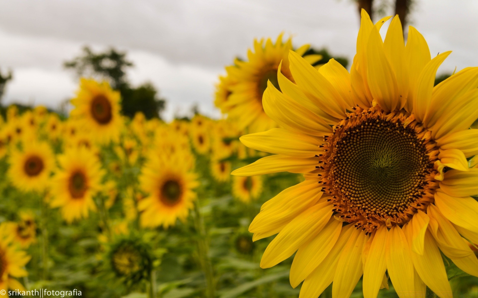 flores girasol verano naturaleza flora flor brillante hoja crecimiento rural buen tiempo pétalo campo al aire libre floral polen sol hermoso soleado jardín