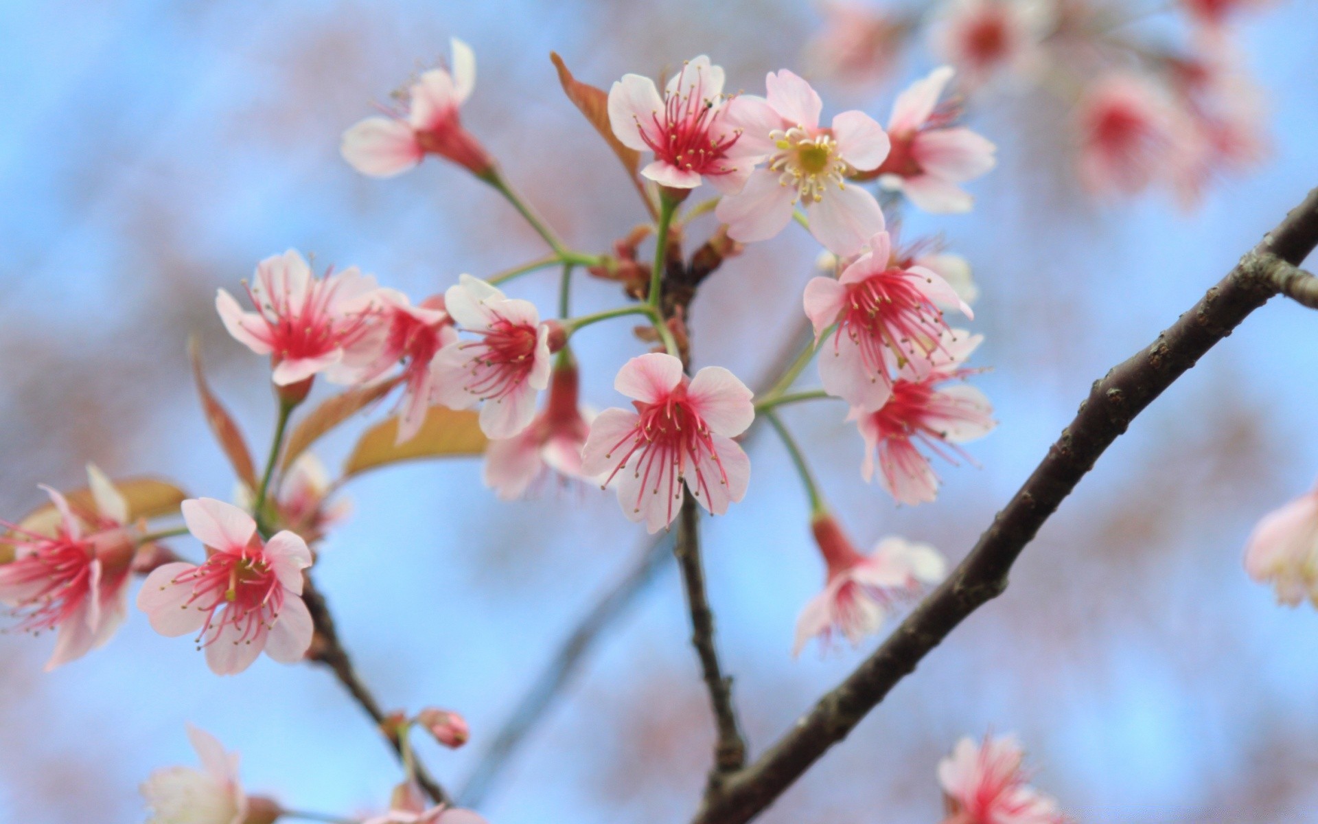 flowers flower cherry branch tree nature flora garden season blooming petal bud apple close-up springtime park delicate plum floral color