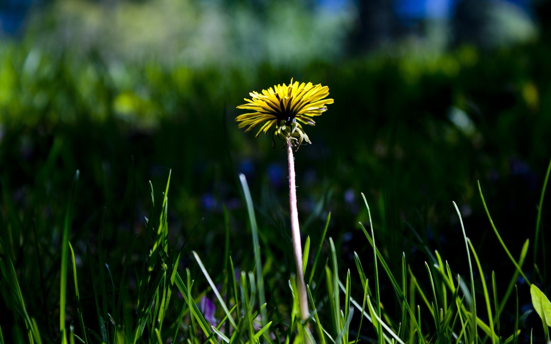 flowers grass nature field hayfield growth summer flora lawn garden flower sun fair weather outdoors rural leaf environment bright