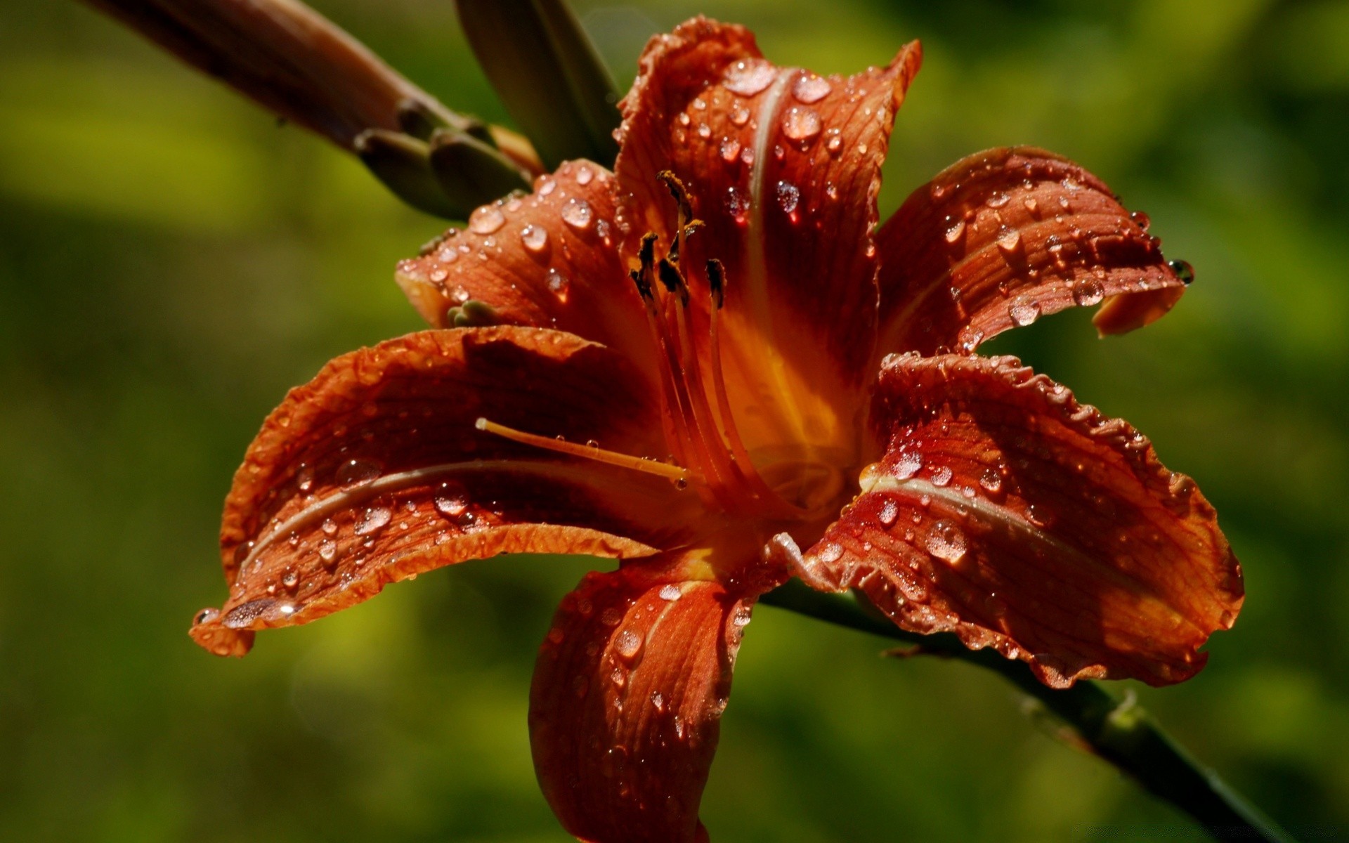 花 自然 花 户外 叶 植物 雨 夏天