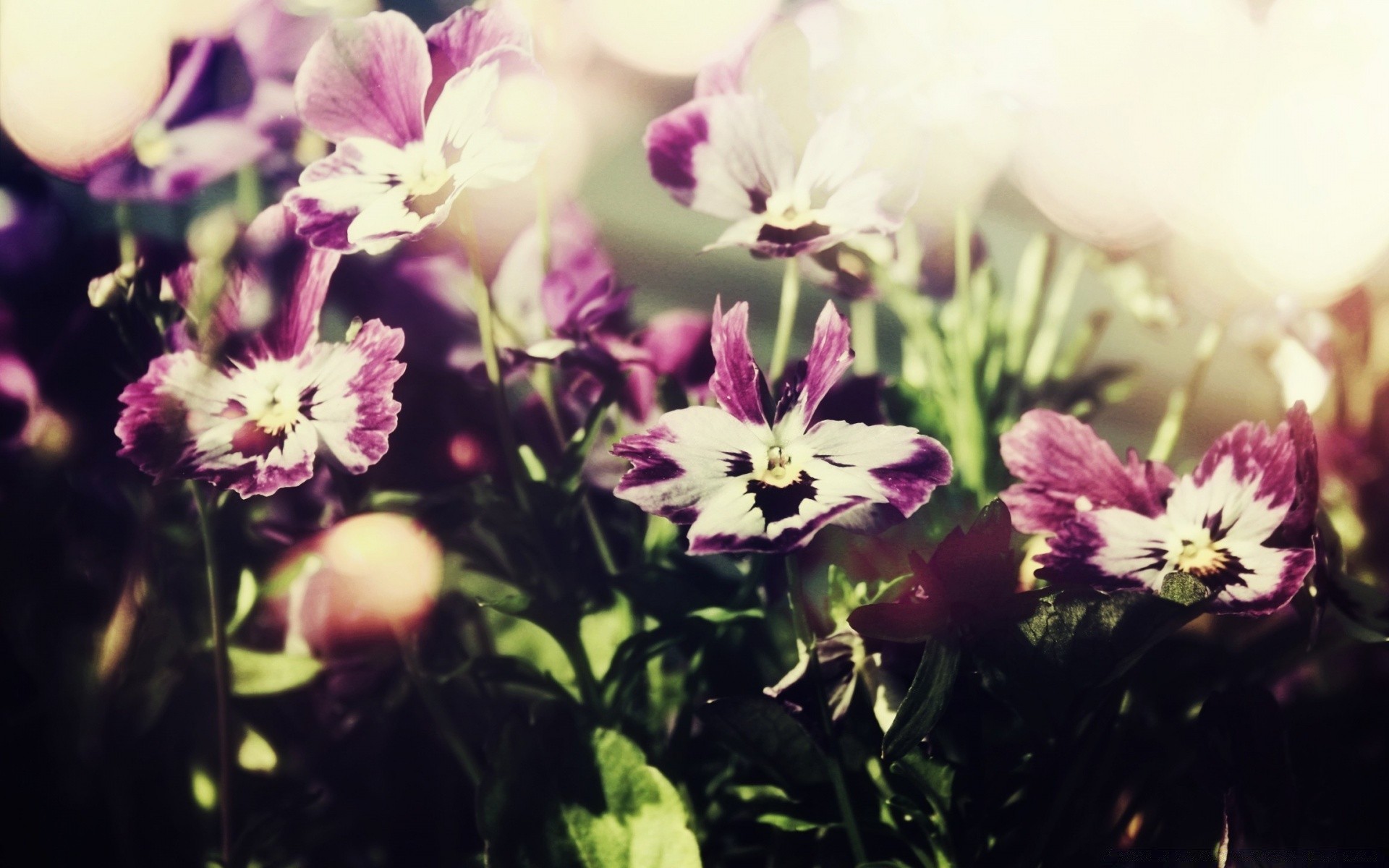 flowers flower nature flora floral summer garden color blooming field petal leaf bright close-up beautiful easter growth violet season bouquet