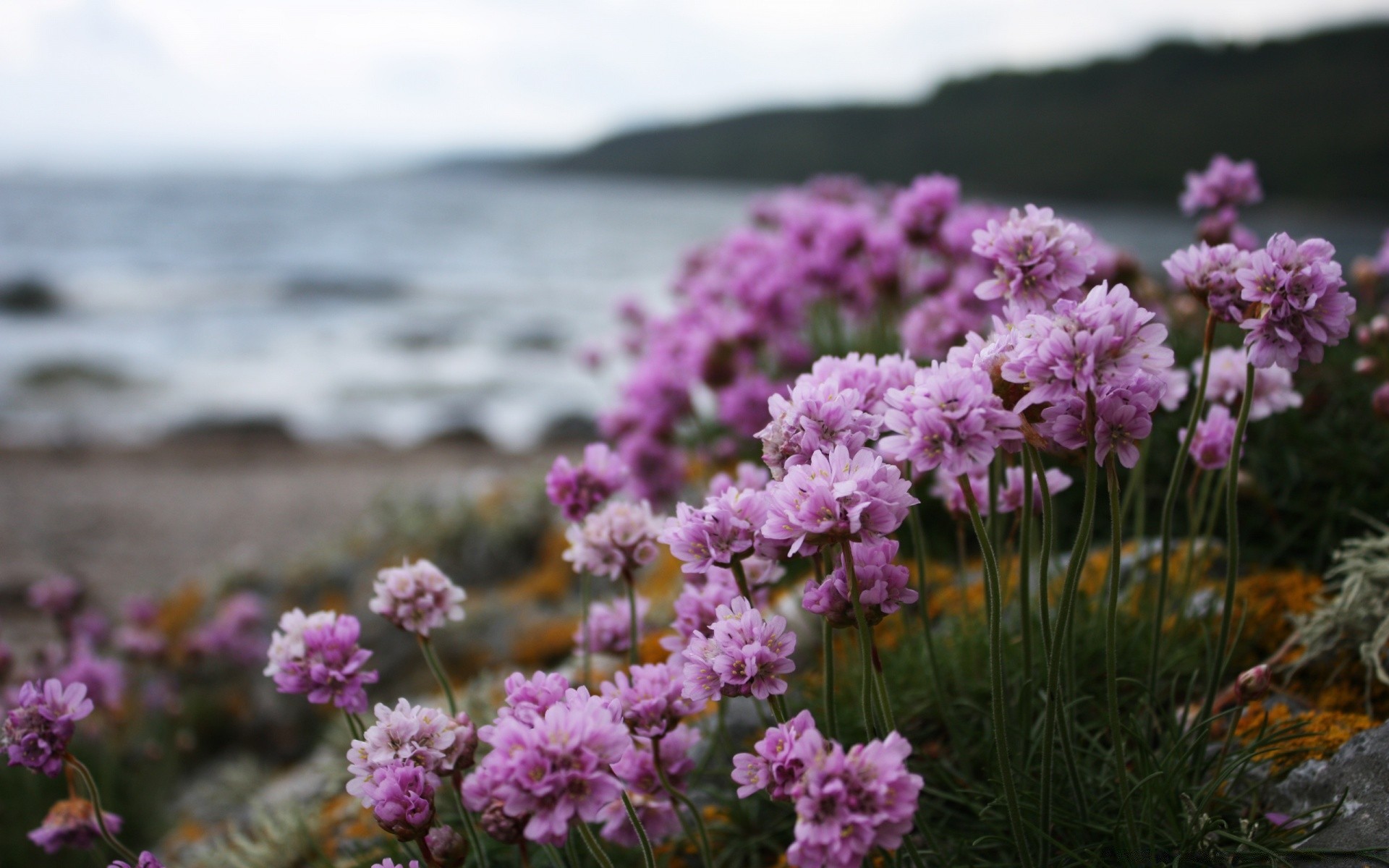 flowers flower nature blooming flora outdoors summer floral petal garden color fair weather