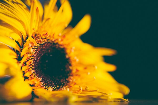 Yellow sunflower with delicious seeds