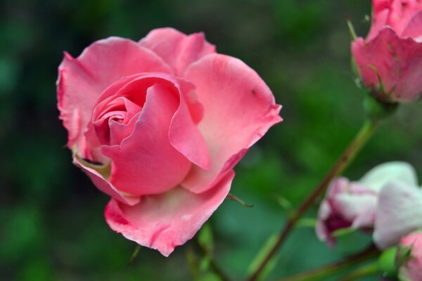 Flor rosa. Naturaleza. Flora