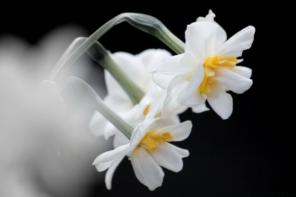 Flores con pétalos blancos y amarillos