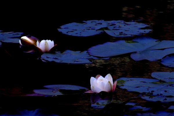 Pink water lily in the night pond