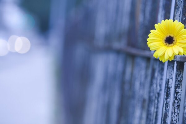 Foto mit einer Blume im Zaun auf verschwommenem Stadthintergrund