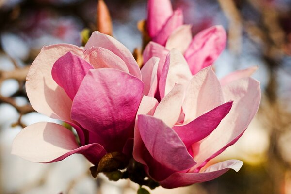 Pétales blancs et roses délicats