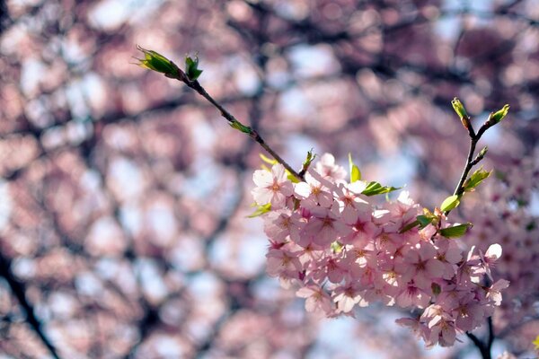 Cherry blossom blurry photo