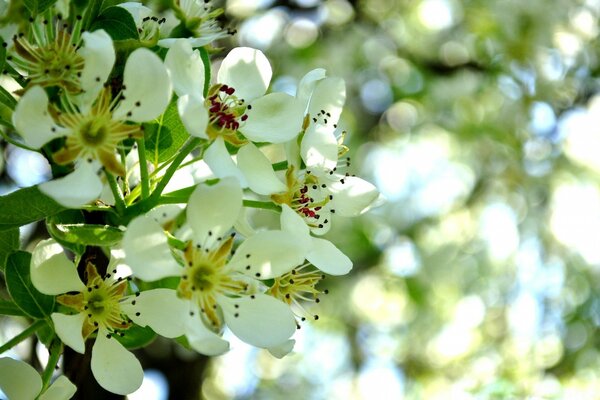 Weiße Blüten. Blätter. Flora. Die Natur