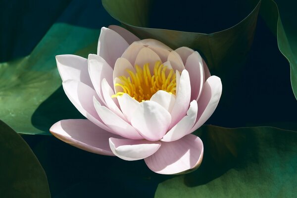 Delicate lotus flower in the water