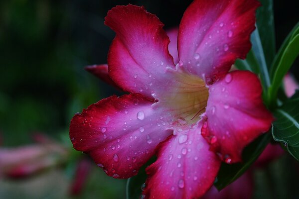 Hermosa flor rosa con gotas de rocío