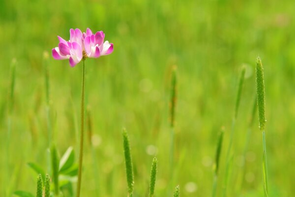 Summer after, grass and flower