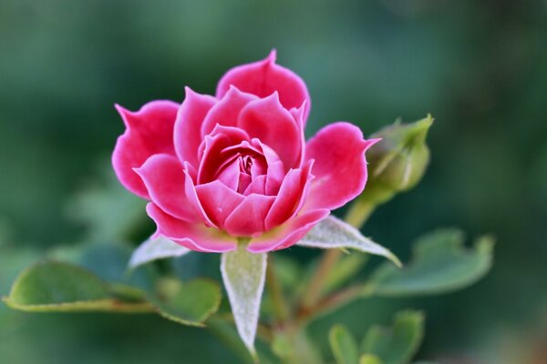 Fiore. Rosa rosa. Fogli