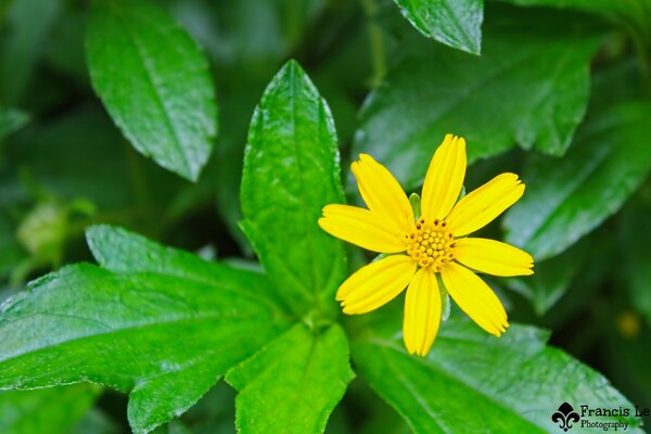 Saftige Blätter und Blüten