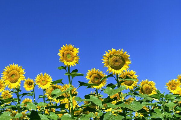 Girasoli gialli su uno sfondo di cielo blu puro