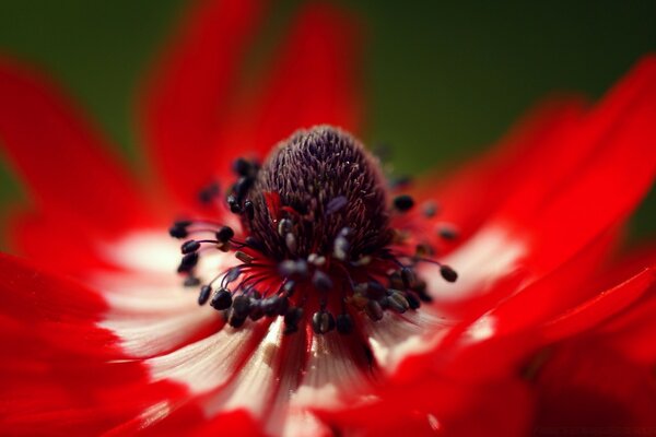 A flower with red long petals