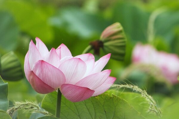 Pink flower with a blurry background of green leaves