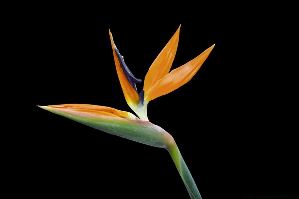 Strelitzia-una flor que se parece a un pájaro con una cresta