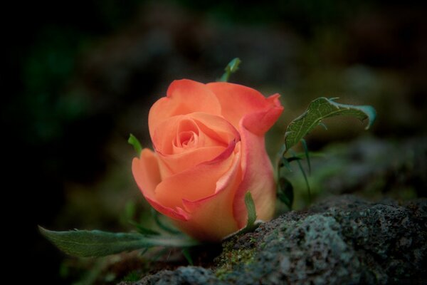 Very delicate pink rose