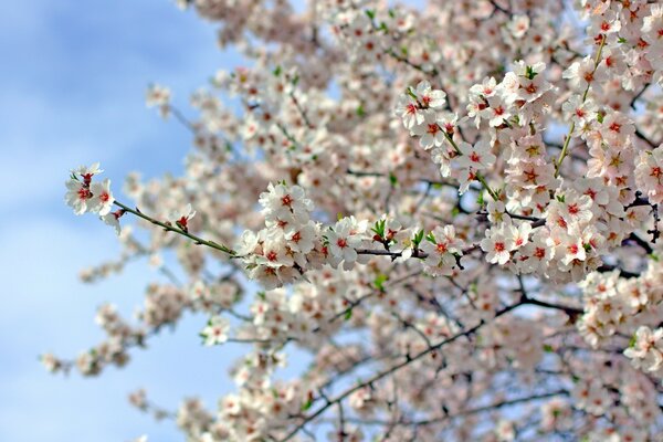 Fioritura primaverile del ciliegio