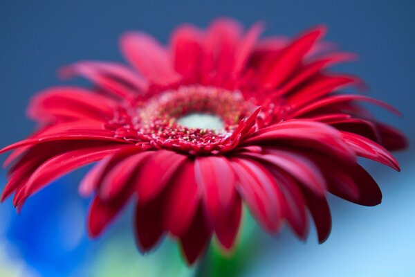 Primo piano del fiore rosso