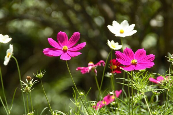 Sommer weiße und rosa Blüten im Gras