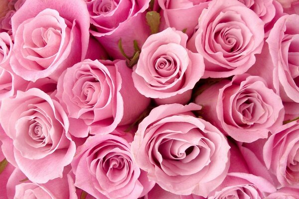 Roses in a bouquet with pink petals