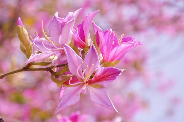 Wiosenny różowy kwiatowy tło do zdjęć