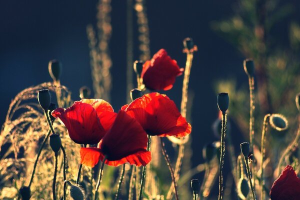 Fotos de flores na grama em um fundo escuro