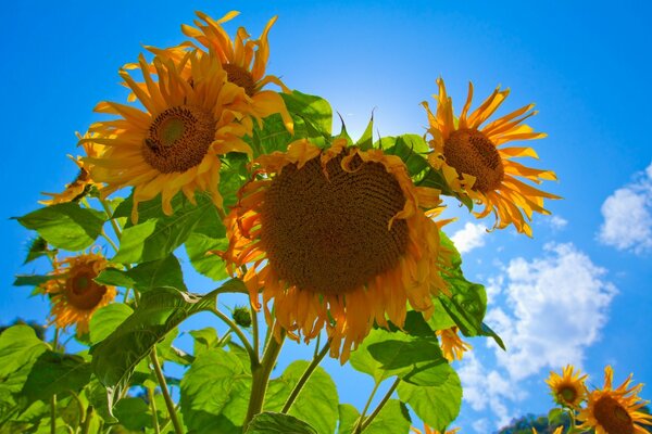 Tournesols jaunes à la lumière du soleil