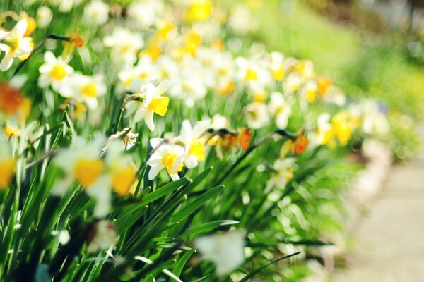 Parterre con narcisos para semana Santa